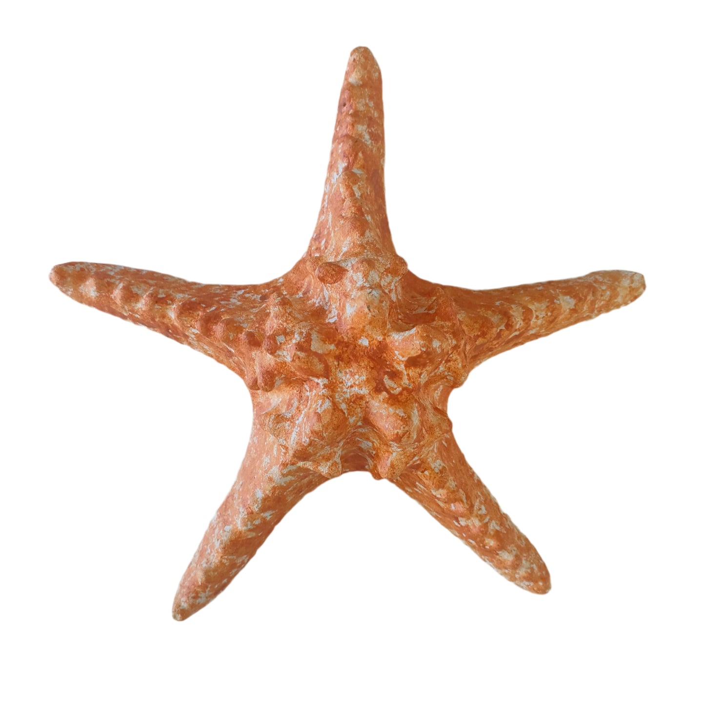 Brown Starfish